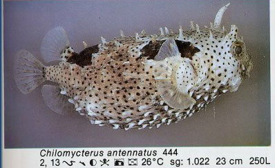 Chilomycterus antennatus